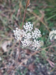 Perideridia gairdneri