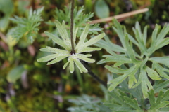 Anemonastrum sibiricum