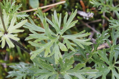 Anemonastrum sibiricum
