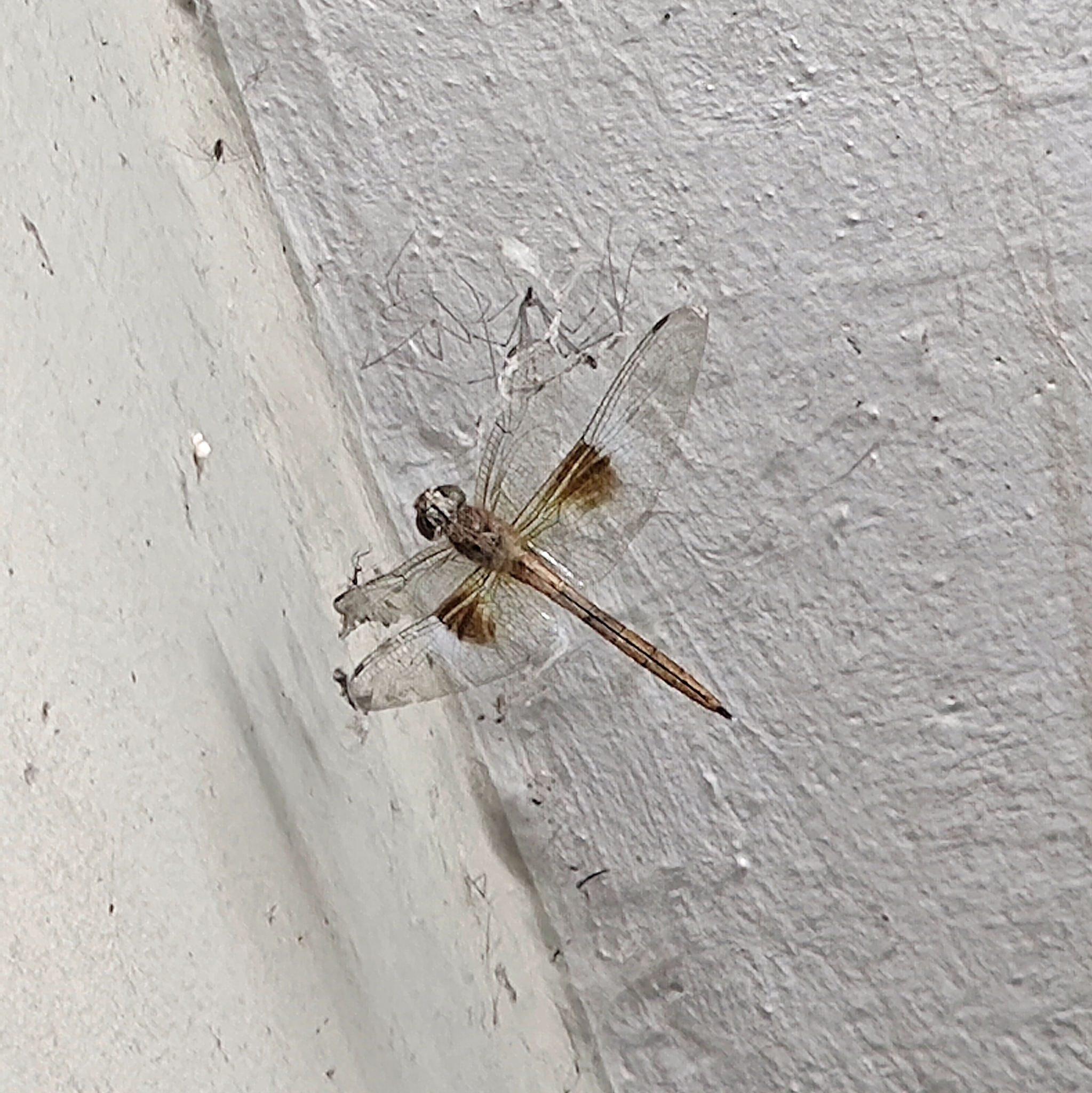 Coral-Tailed Cloudwing