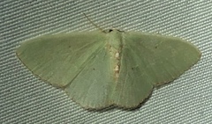 Nemoria lixaria