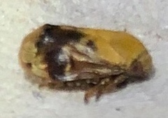 Clastoptera achatina