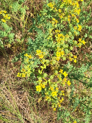 Image of Ruta chalepensis by (c) Flora_DUMO, some rights reserved (CC BY)
