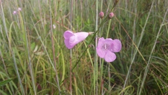 Agalinis linifolia