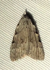 Nola triquetrana
