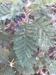 Chamaebatia foliolosa