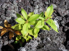 Agarista salicifolia