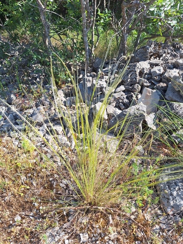 Feather grass (Stipa eriocaulis)