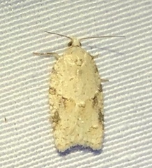 Acleris placidana