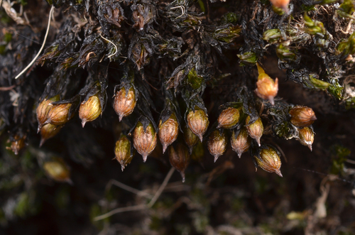 Orthotrichum rivulare