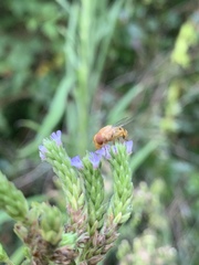 Copestylum sexmaculatum