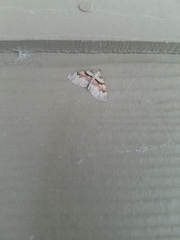 Xanthorhoe labradorensis