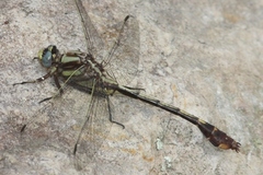 Gomphurus hybridus
