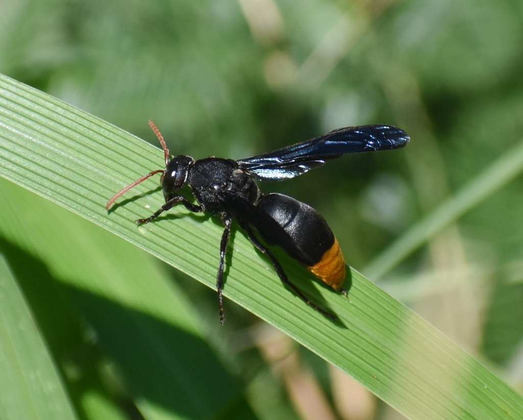 Synagris maxillosa