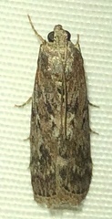 Sciota virgatella