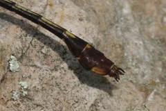 Gomphurus hybridus