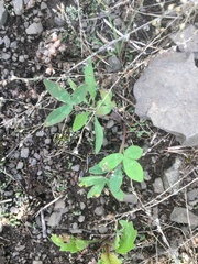 Trifolium virginicum