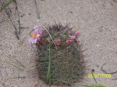 Mammillaria sheldonii