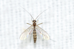 Macrocera