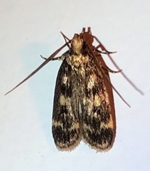 Martyringa latipennis