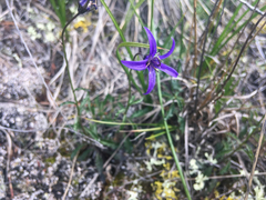 Campanula aurita