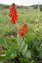 Erythrina zeyheri