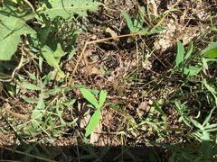 Trifolium virginicum