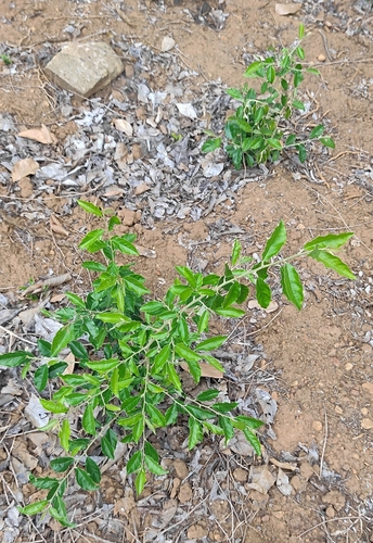 South Indian Silverberry (Elaeagnus latifolia)