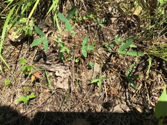 Trifolium virginicum