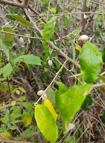 Image of Elaeagnus latifolia by no rights reserved