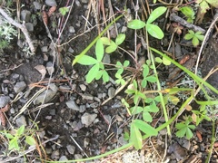 Trifolium virginicum