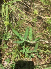 Trifolium virginicum