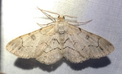 Iridopsis larvaria