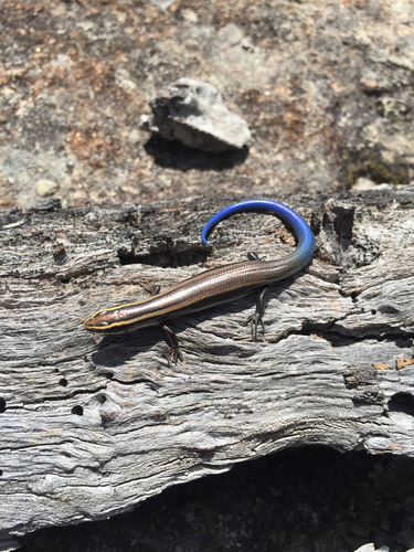 Shortnose Skink