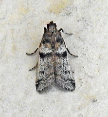 Amyelois transitella