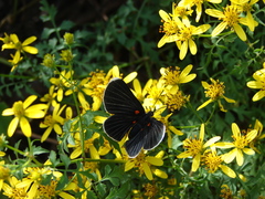 Melanis cephise