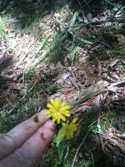 Hieracium venosum