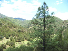 Pinus engelmannii