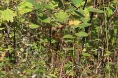 Setophaga palmarum hypochrysea