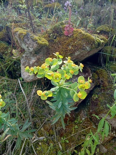 Euphorbia oxyphylla, photograph 3