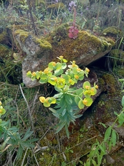 Euphorbia oxyphylla, photograph author not stated, no rights reserved