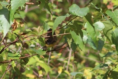 Setophaga palmarum hypochrysea