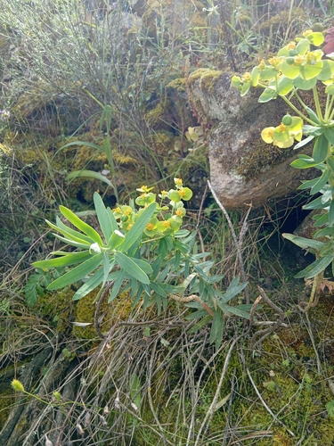 Euphorbia oxyphylla, photograph 4