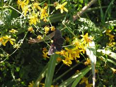Melanis cephise