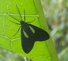 Agyrta lacrimata