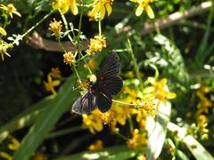 Melanis cephise