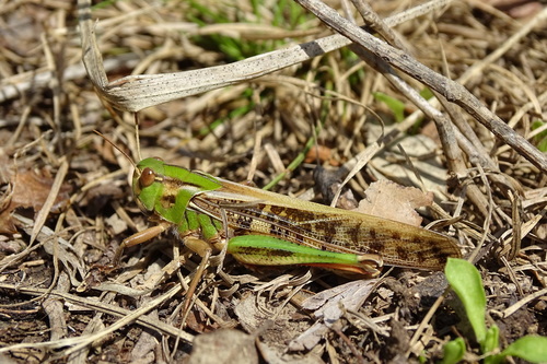 Locusta migratoria