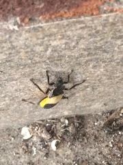 Chauliognathus tripartitus