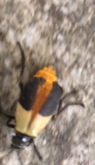 Chauliognathus tripartitus