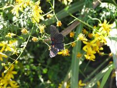 Melanis cephise